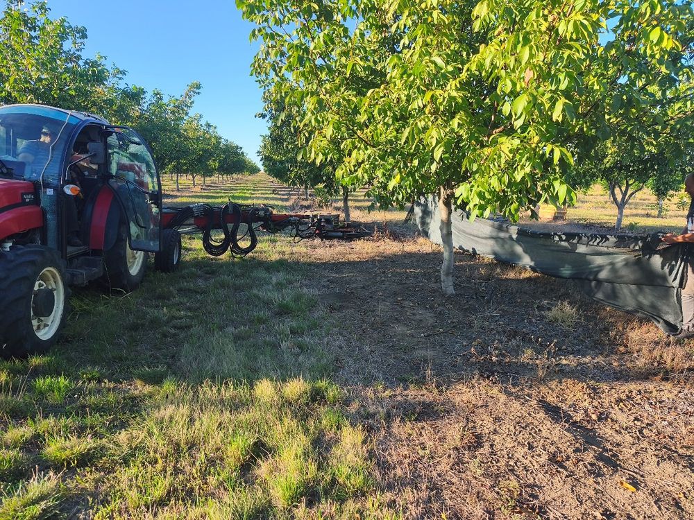 Vibrator de trunchi într-o livadă de nuc, la recoltare