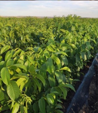 Puieți altoiți în câmpul de producere