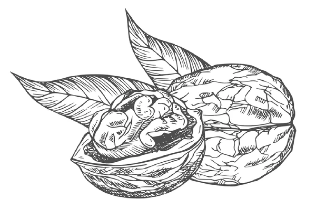 Walnuts from Moldova