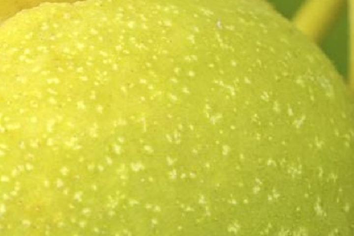 Bacterioza nucului: fereastra de tratament